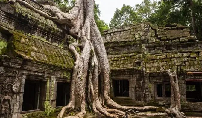 Un arbre poussant autour d'un temple à Angkor Wat au Cambodge