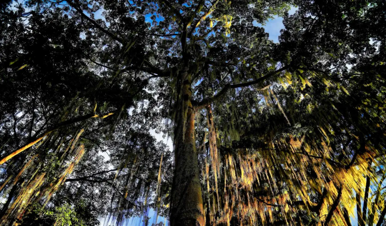 Une forêt et des arbres à San Gil, Colombie