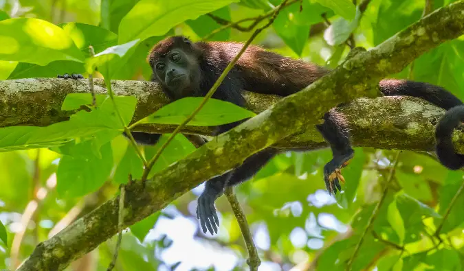 un singe au Costa Rica