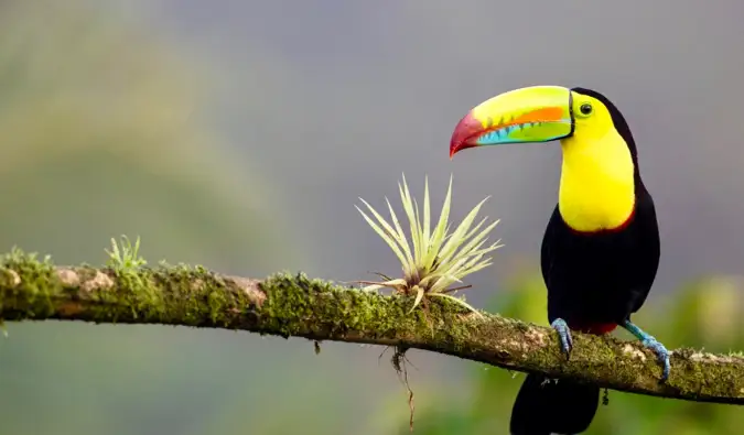 El costo de viajar a Costa Rica