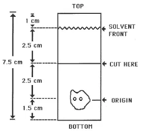 TLC Plate Diagram - Illustration
