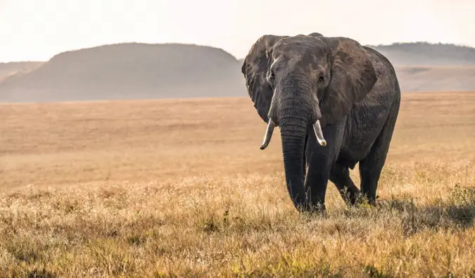 Un éléphant solitaire traversant la savane au Kenya