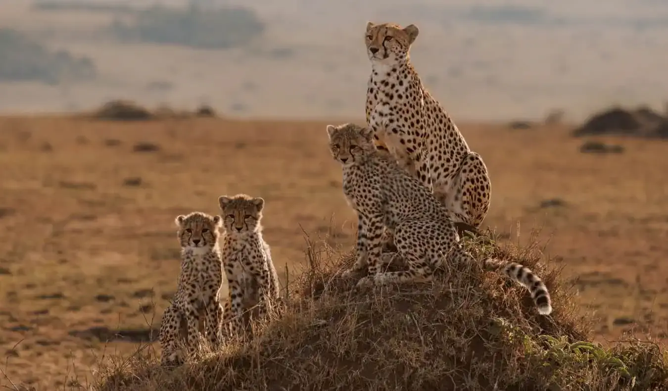 Un léopard et ses petits assis sur un monticule de terre, vus lors d'un safari en Afrique de l'Est