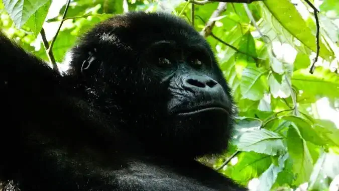Fantastiske gorillaer i junglen i Uganda, Afrika