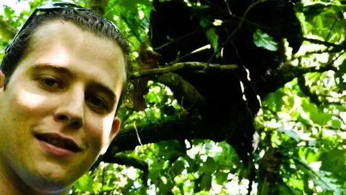 Smukke gorillaer leger i jungletræerne i Uganda