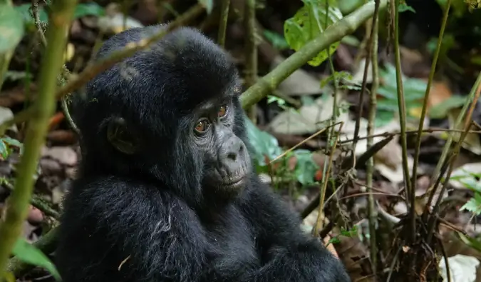Kuidas Ugandas gorilladega matkata