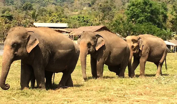 Olifanten lopen in het gras in het Elephant Nature Park, Thailand