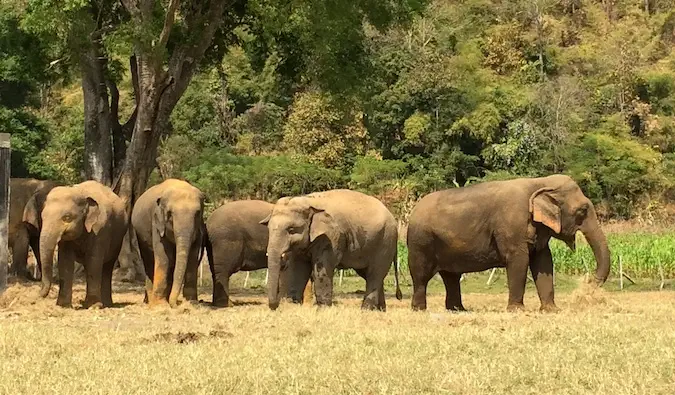 Een kudde olifanten in het Elephant Nature Park staat samen in het gras