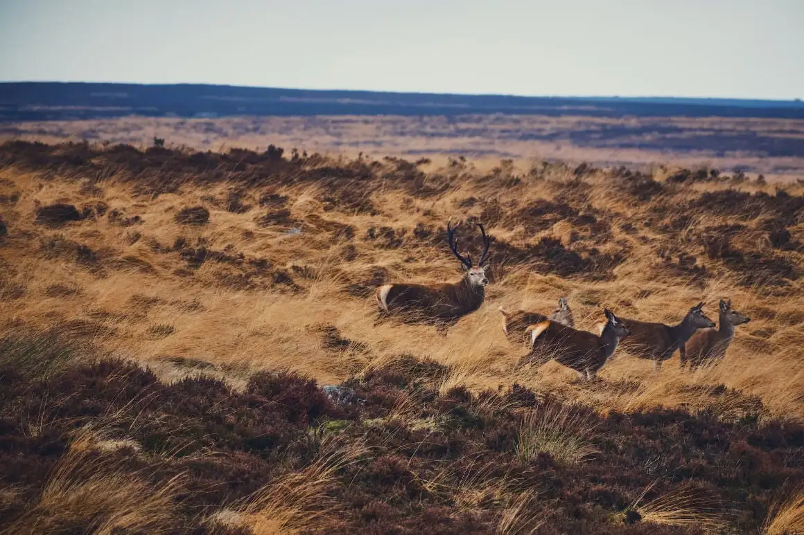 Dónde alojarse en Peak District (2024 • ¡Áreas MÁS FRESCAS!)