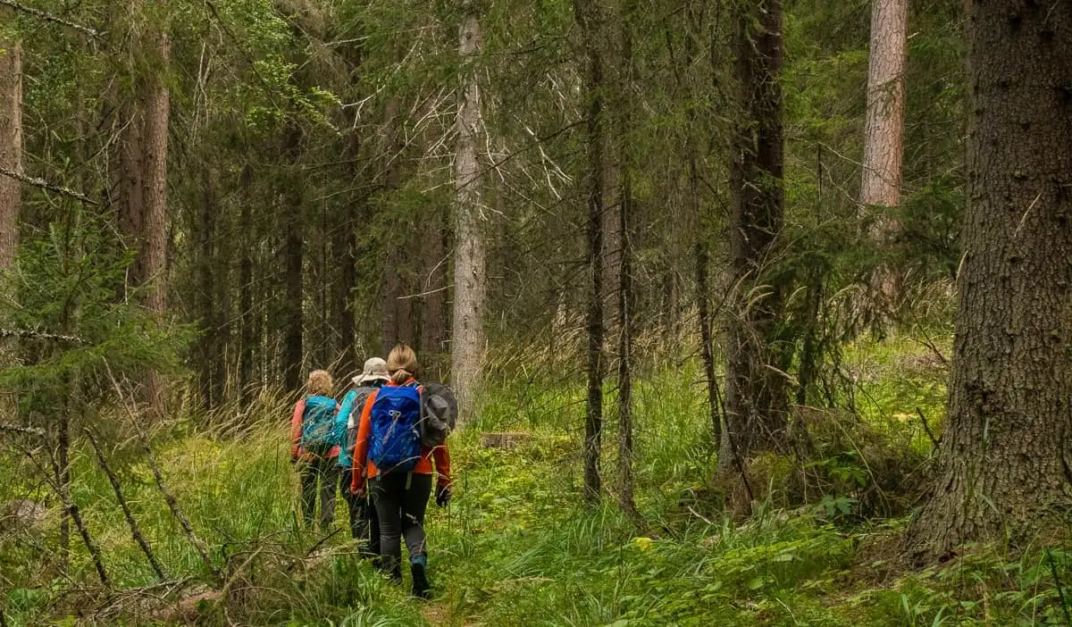 Un groupe de personnes âgées retraitées en randonnée dans une forêt