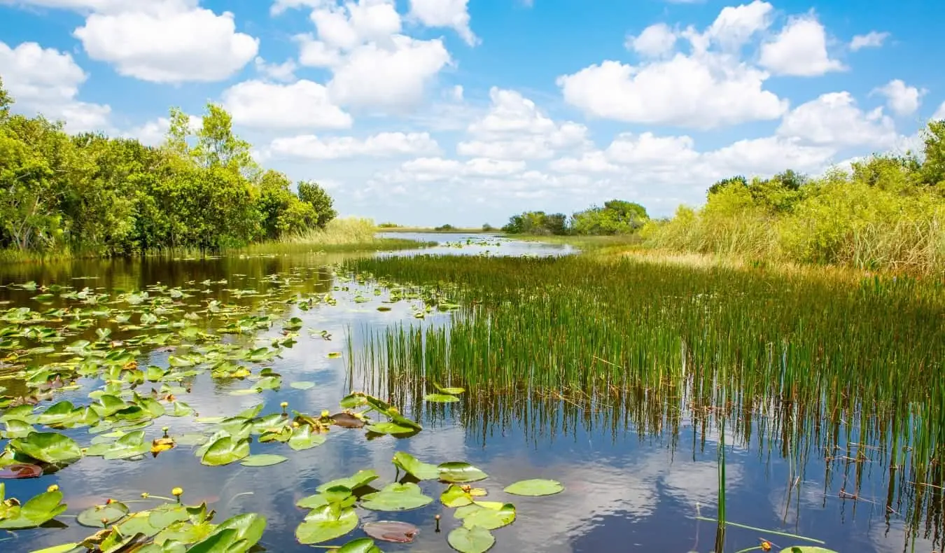 Perairan berawa di Florida Everglades dekat Miami, Amerika Serikat