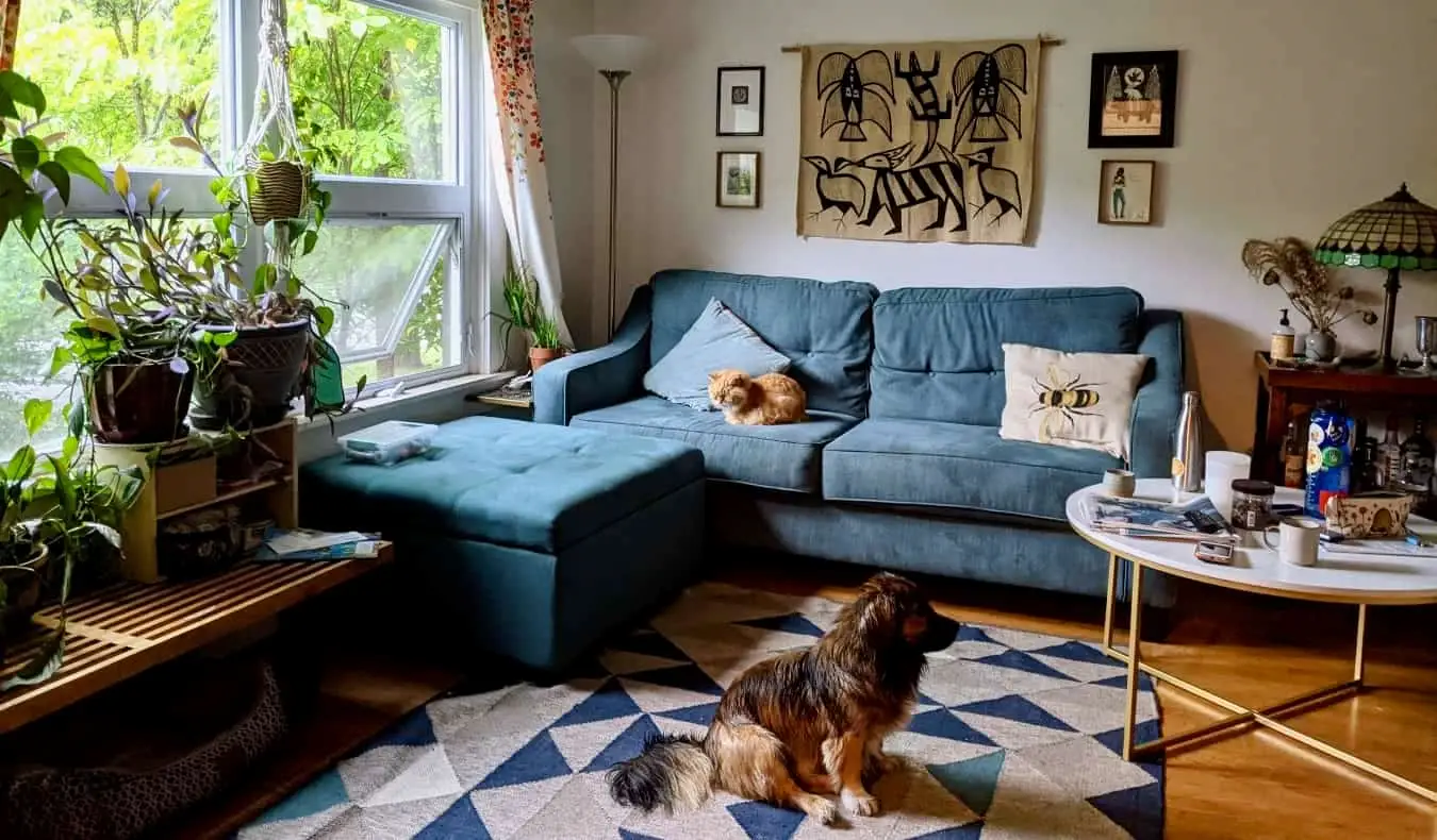 Un chien et une voiture se détendent ensemble dans un salon confortable pendant une séance à la maison