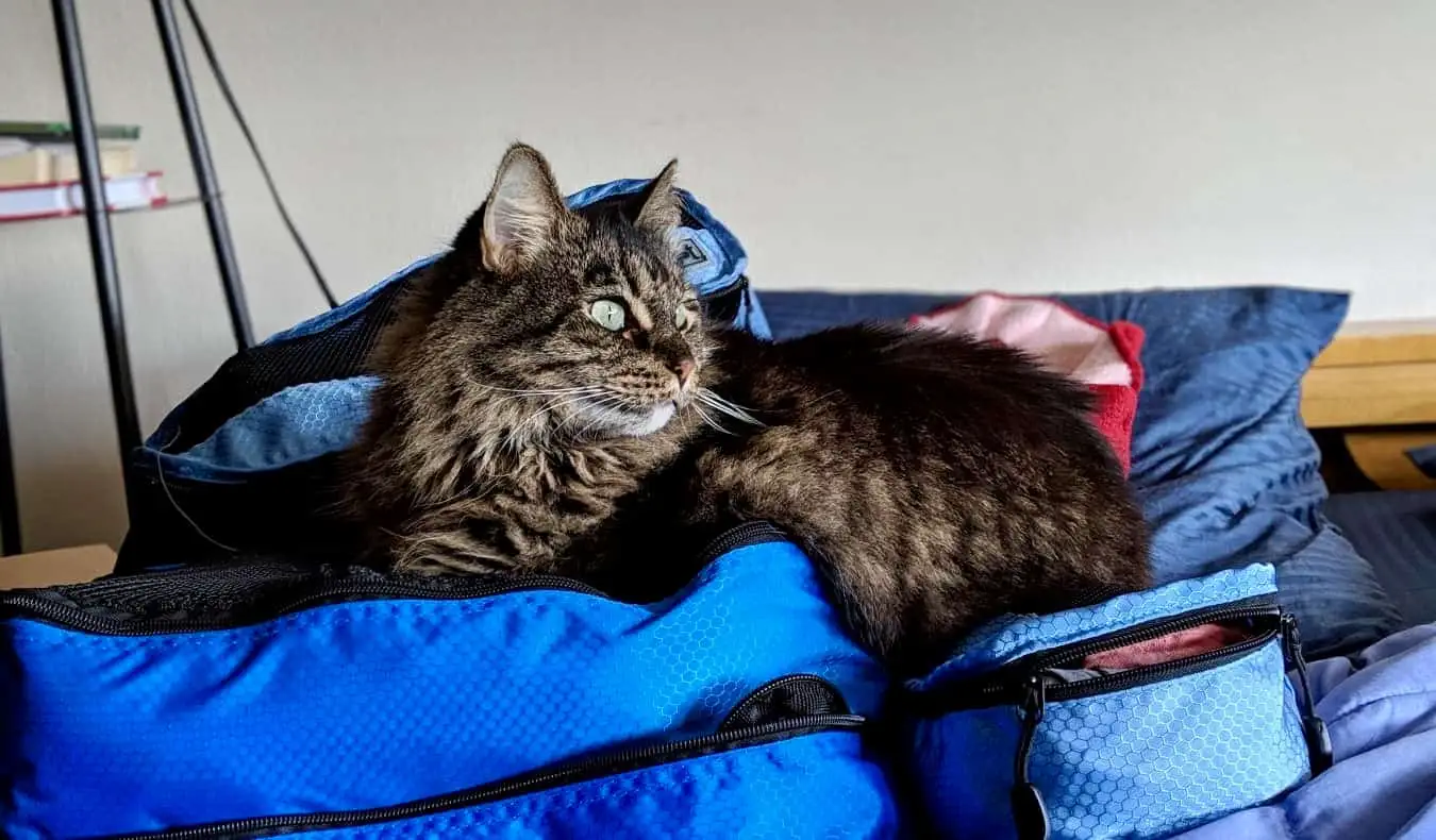 Un chat reposant sur une pile de cubes d'emballage lors d'une expérience de garde à domicile