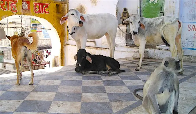 Toutes sortes d'animaux se reposant à l'ombre en Inde