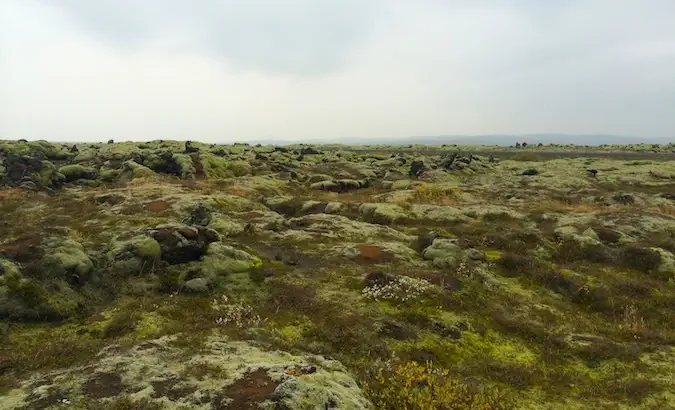 Samanomis apaugęs lavos laukas pietų Islandijoje