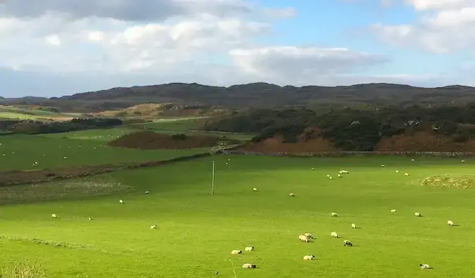 iarbă în islay