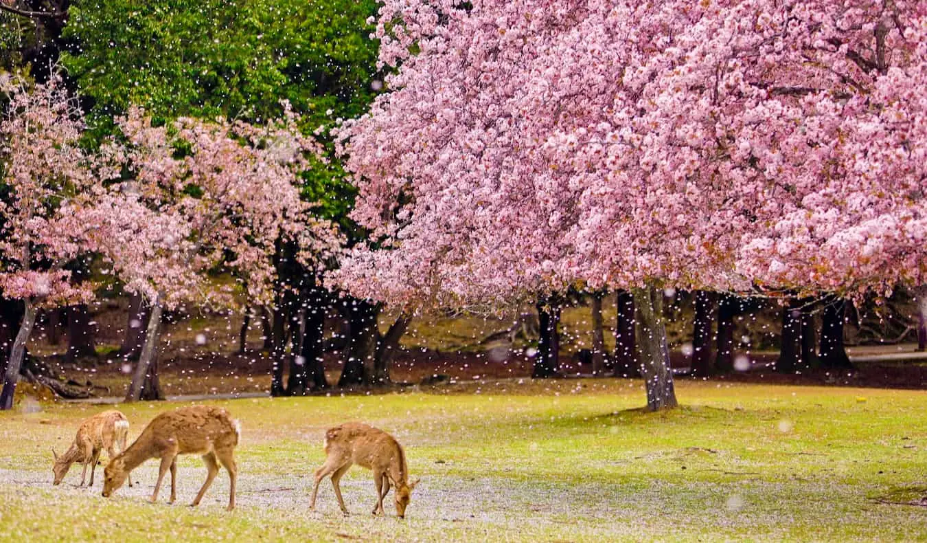 Un petit cerf mangeant de l'herbe dans un parc de Nara, au Japon, avec des cerisiers en fleurs en arrière-plan