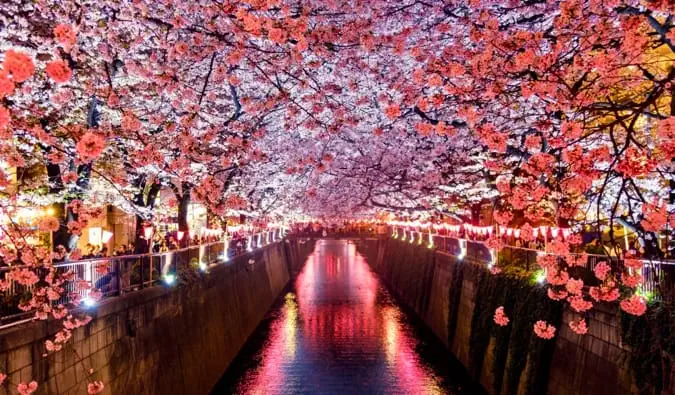 Les cerisiers en fleurs qui bordent la rivière Meguro à Tokyo, Japon