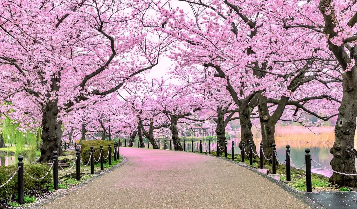 Une rivière du sentier du parc Ueno à Tokyo entourée de cerisiers en fleurs