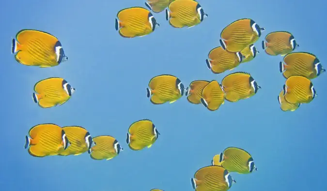 Um cardume colorido de peixes nas águas de Koh Tao, Tailândia