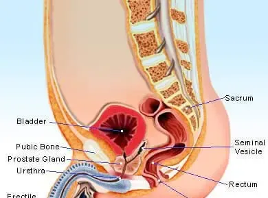 Illustration du torse masculin - Testicules' title=