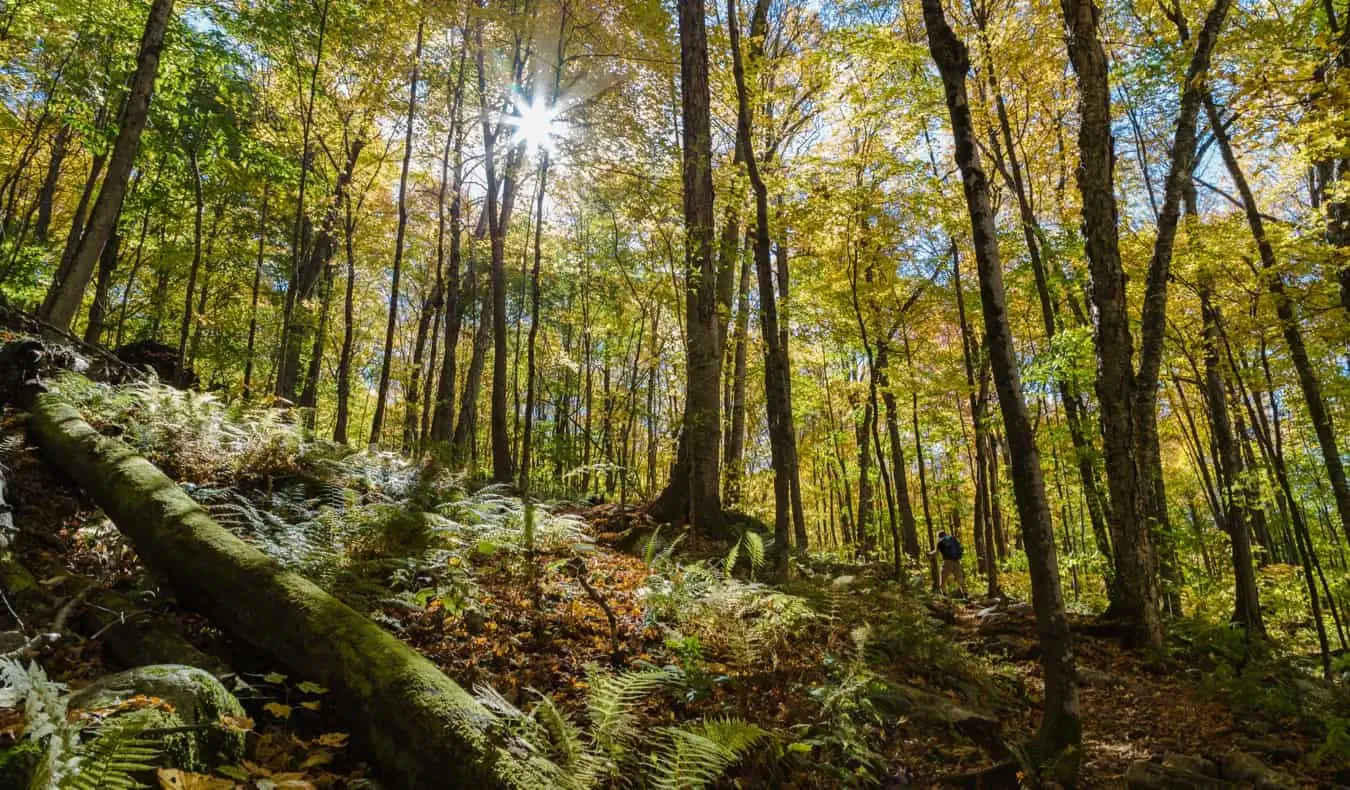 Un voyageur solitaire en randonnée dans la forêt nationale de Green Mountain