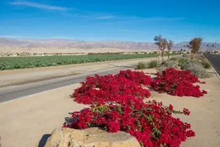 Shutterstock - Palm Springs - Indio