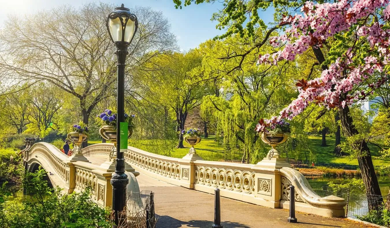 Uma histórica ponte inclinada, um poste de luz de ferro forjado e uma cerejeira cheia de flores cor de rosa no belo Central Park durante a primavera na cidade de Nova York