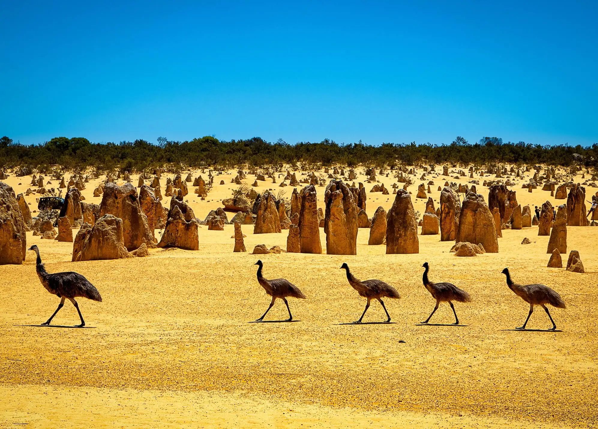17 meilleures aventures en Australie : à l'intérieur, à l'extérieur et dans l'arrière-pays (2024)