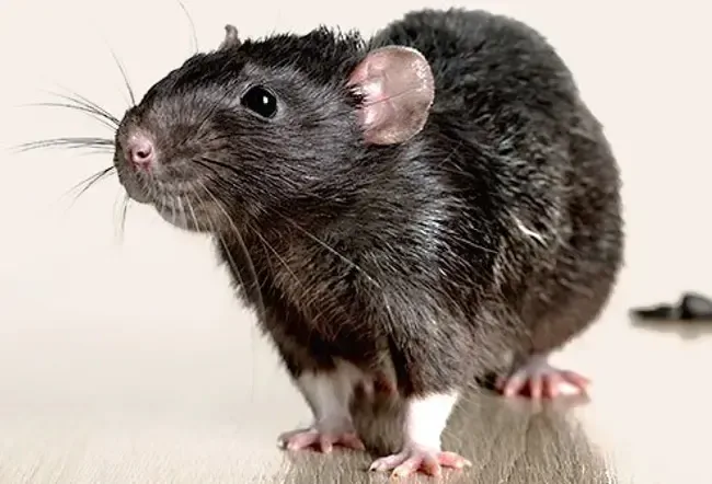 Malattia infettiva: queste malattie storiche stanno tornando?