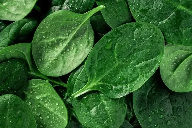 Eating spinach benefits your heart and immune system. 