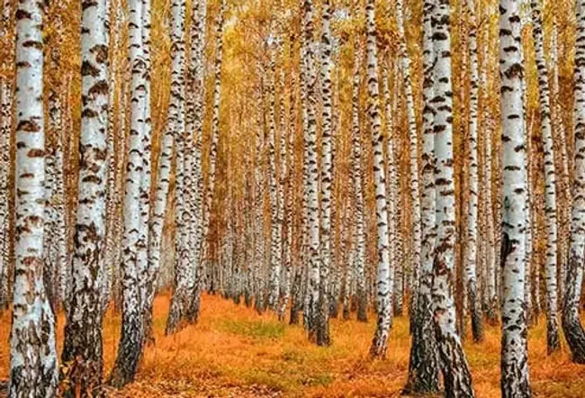 Алергии: Обикновени растения и дървета, които предизвикват алергии