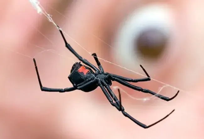 Most spiders pose no threat to humans.