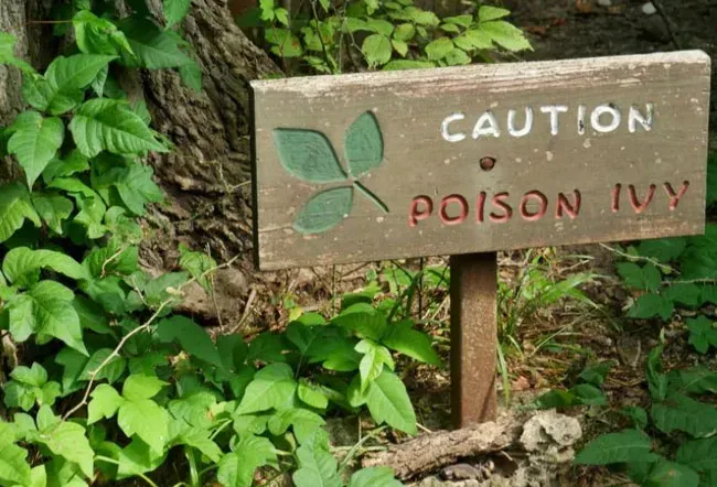 Obrázek jedovatého břečťanu