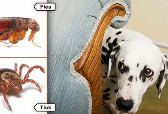 Pites de diaporama pour animaux de compagnie: Ce que vous devez savoir sur les puces et les tiques