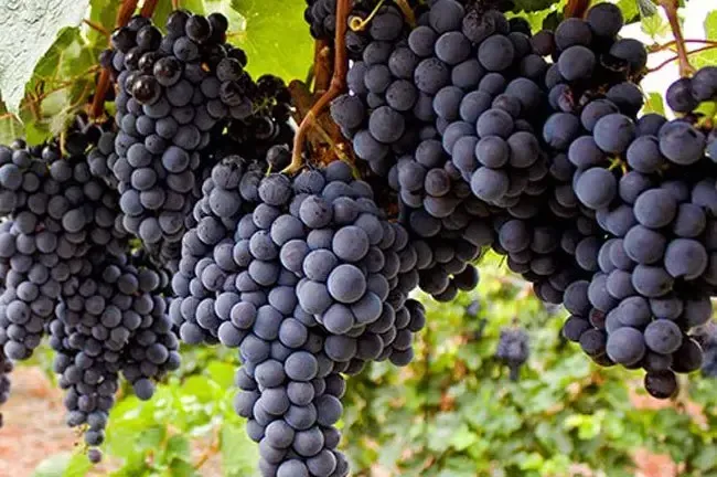 A standard 750-milliliter bottle of wine has 736 grapes or about 2.6 pounds of fruit.