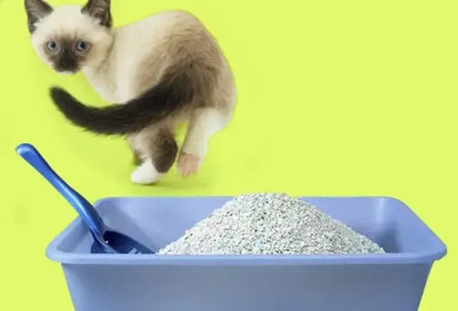 Top 10 problemi comportamentali nei gatti