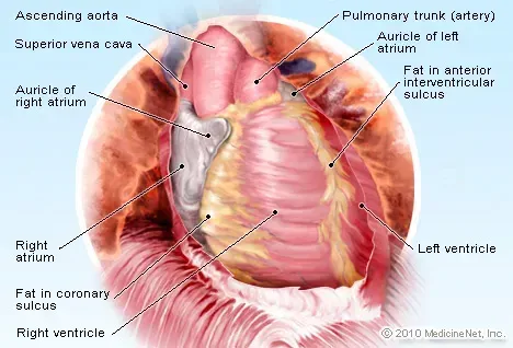 Image du sac péricardique