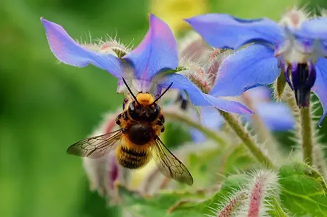 Polyarthrite rhumatoïde: remèdes maison RA qui ne fonctionnent pas