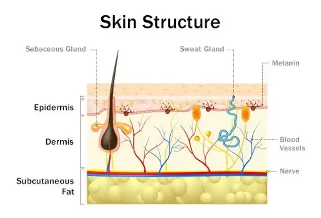 The many layers of skin provide different types of protection.