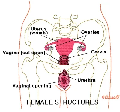 Definice vaginálního vstupu