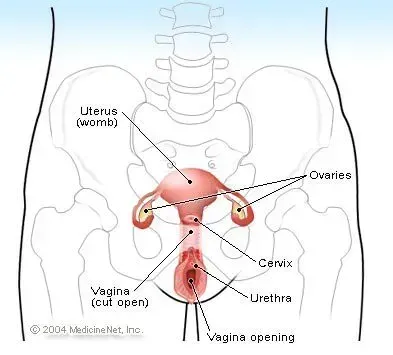 Cervix illustration - Cervix