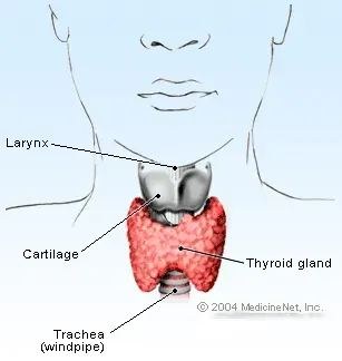 Thyroid Gland illustration - Hormone thyroid