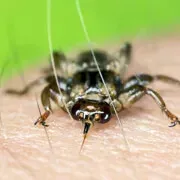 Image Collection Home - RxList