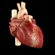 Image Collection Home - RxList