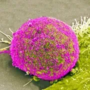 Image Collection Home - RxList