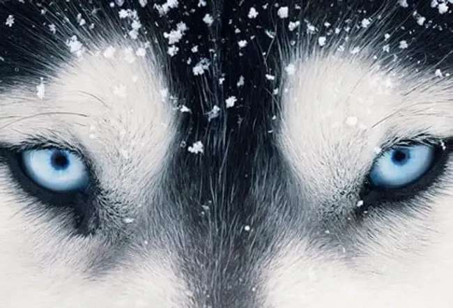 Pet Health Diashow Bilder: 25 beliebteste Hunderassen und ihre Gesundheitsprobleme