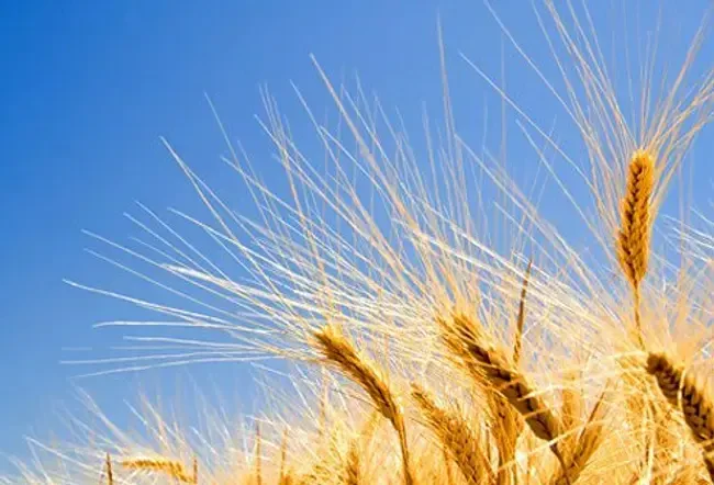 Диета без глутен: Популярни храни без глутен в снимки