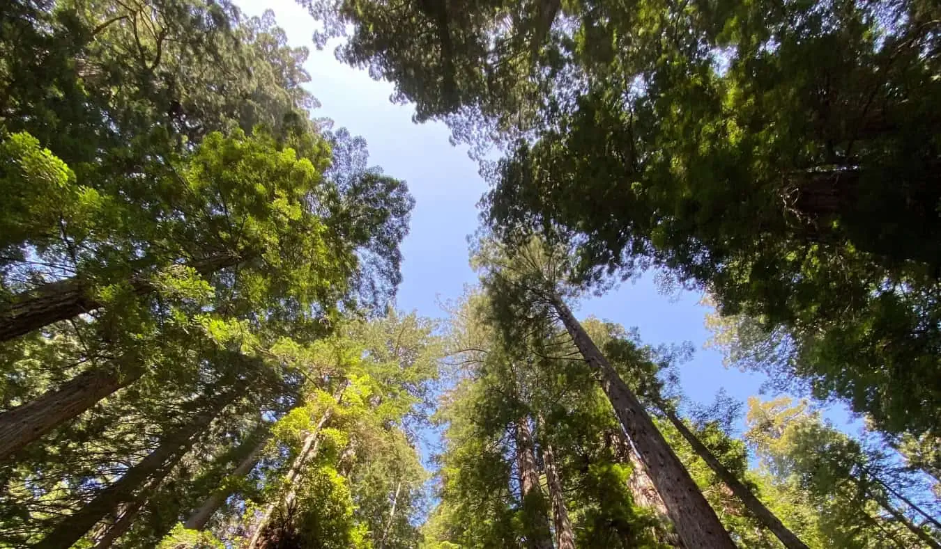 Olhando para cima, para a copa das enormes árvores Redwood no Redwood National Park, Califórnia