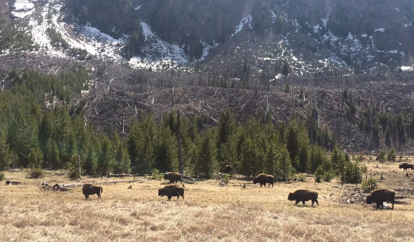 Bison perambulando pelos deslumbrantes campos do Parque Nacional de Yellowstone, EUA